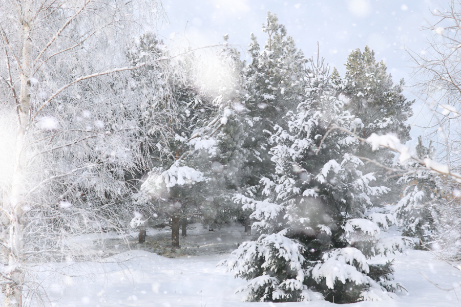 Snow atop fir trees and snowy bank